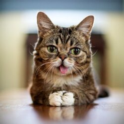 BUBCAT