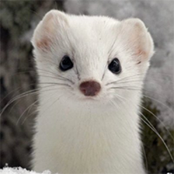 White Mountain Ermin