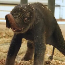 New Baby Elephant Ho